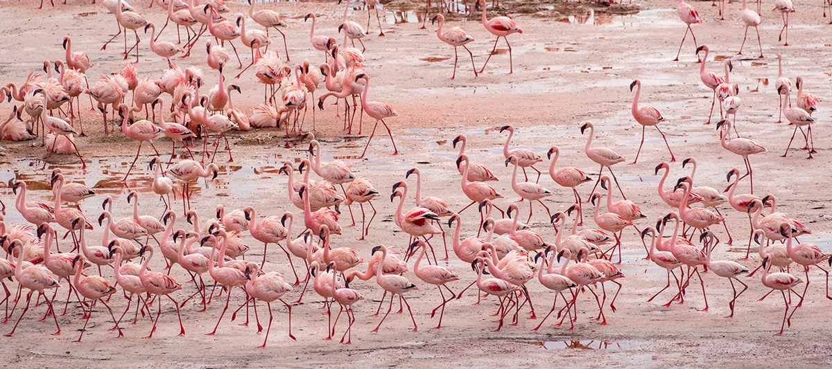 Scenic Air Safaris - Tanzania