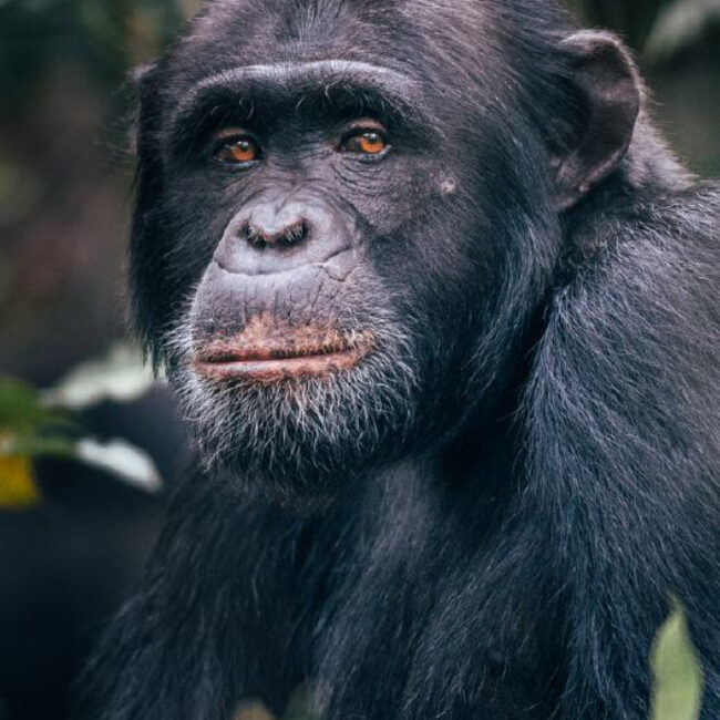 Chimpanzee of Rubondo Island