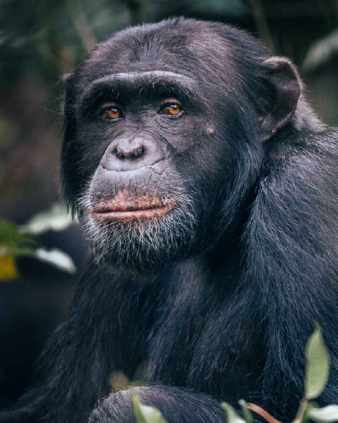 Chimpanzee of Rubondo Island