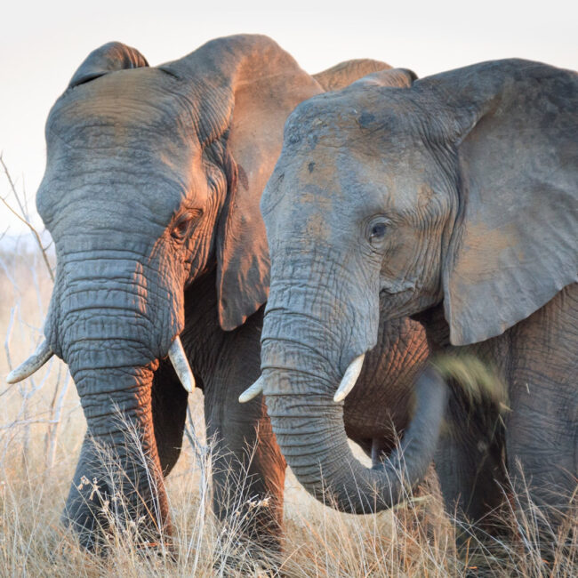 Endangered Species Flying Safari