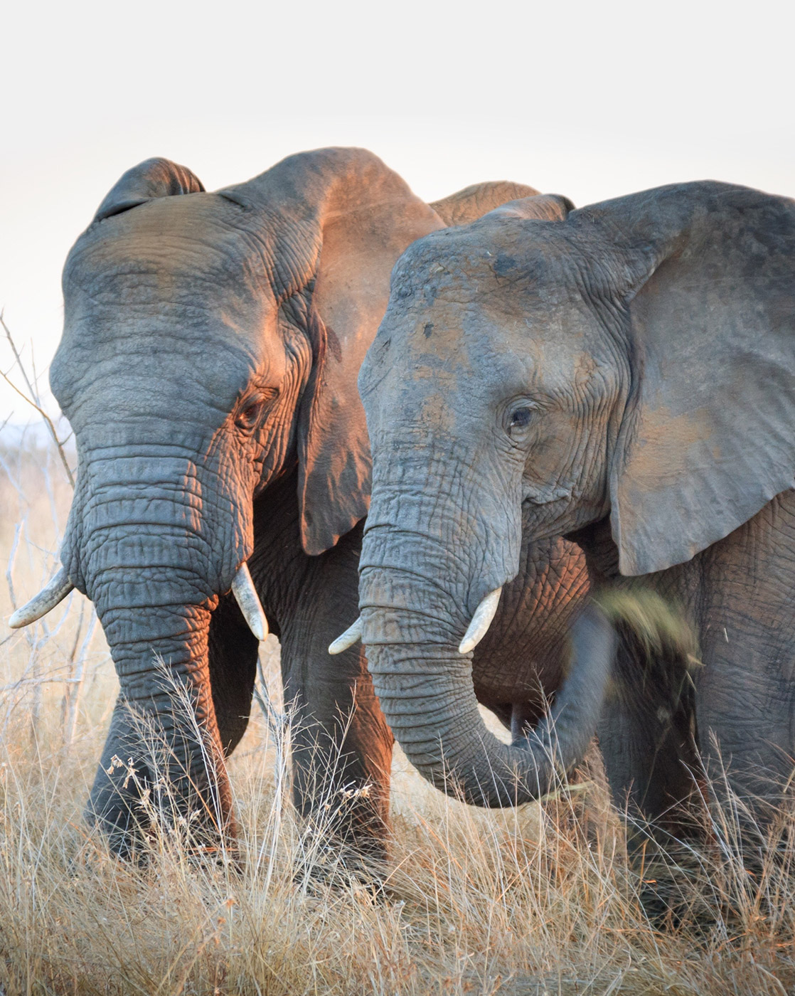 Endangered Species Flying Safari