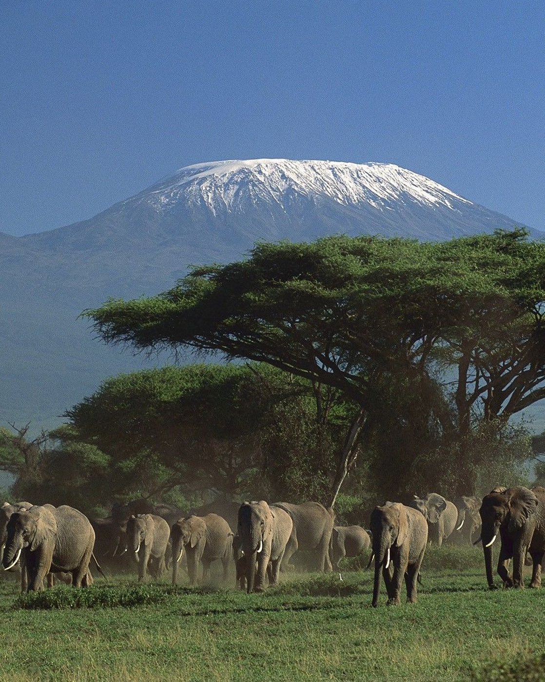Snows of Kilimanjaro and Flamingoes of Lake Natron