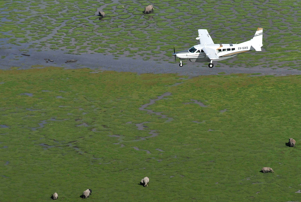 Amboseli Elephant Swamps