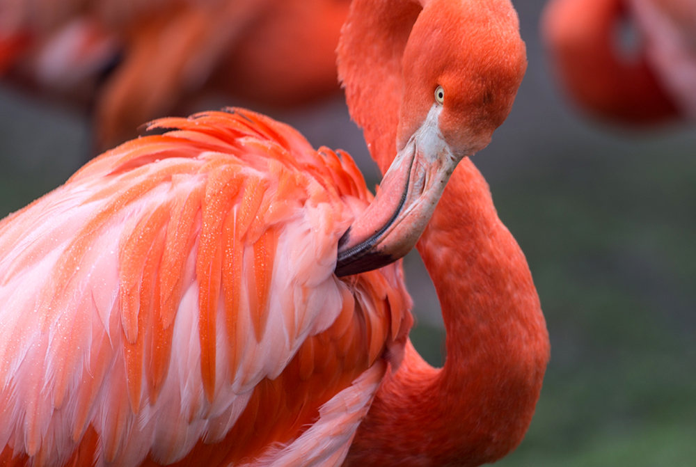 Amboseli Flamingo Lakes