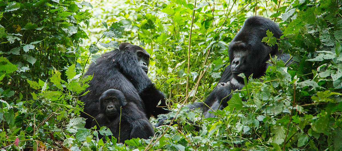 Scenic Air Safaris - Rwanda