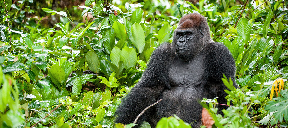 Scenic Air Safaris - Uganda
